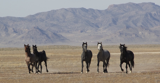 wild horses billboard